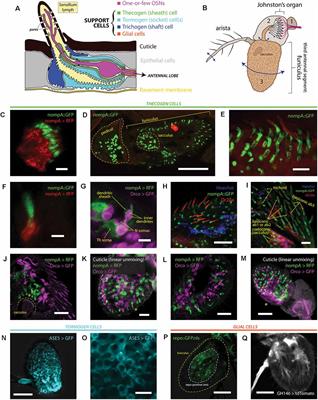 Functional Interaction Between Drosophila Olfactory Sensory Neurons and Their Support Cells